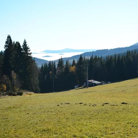Beautiful In Bohemian Near Forest