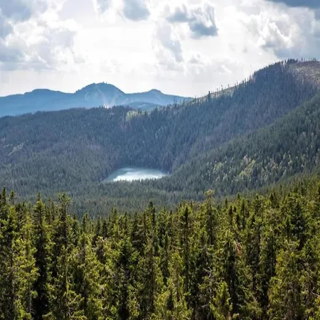 Beautiful In Bohemian Near Forest *